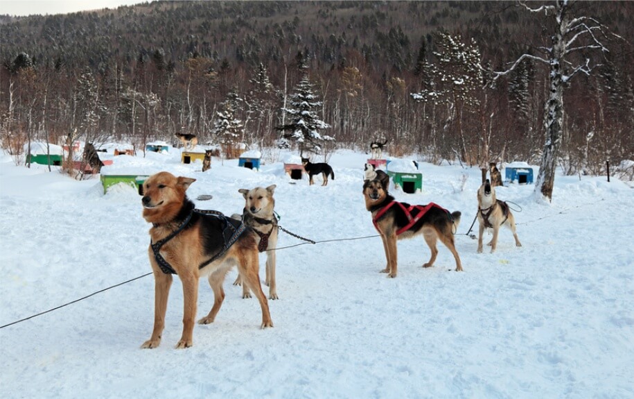 Baikal Husky