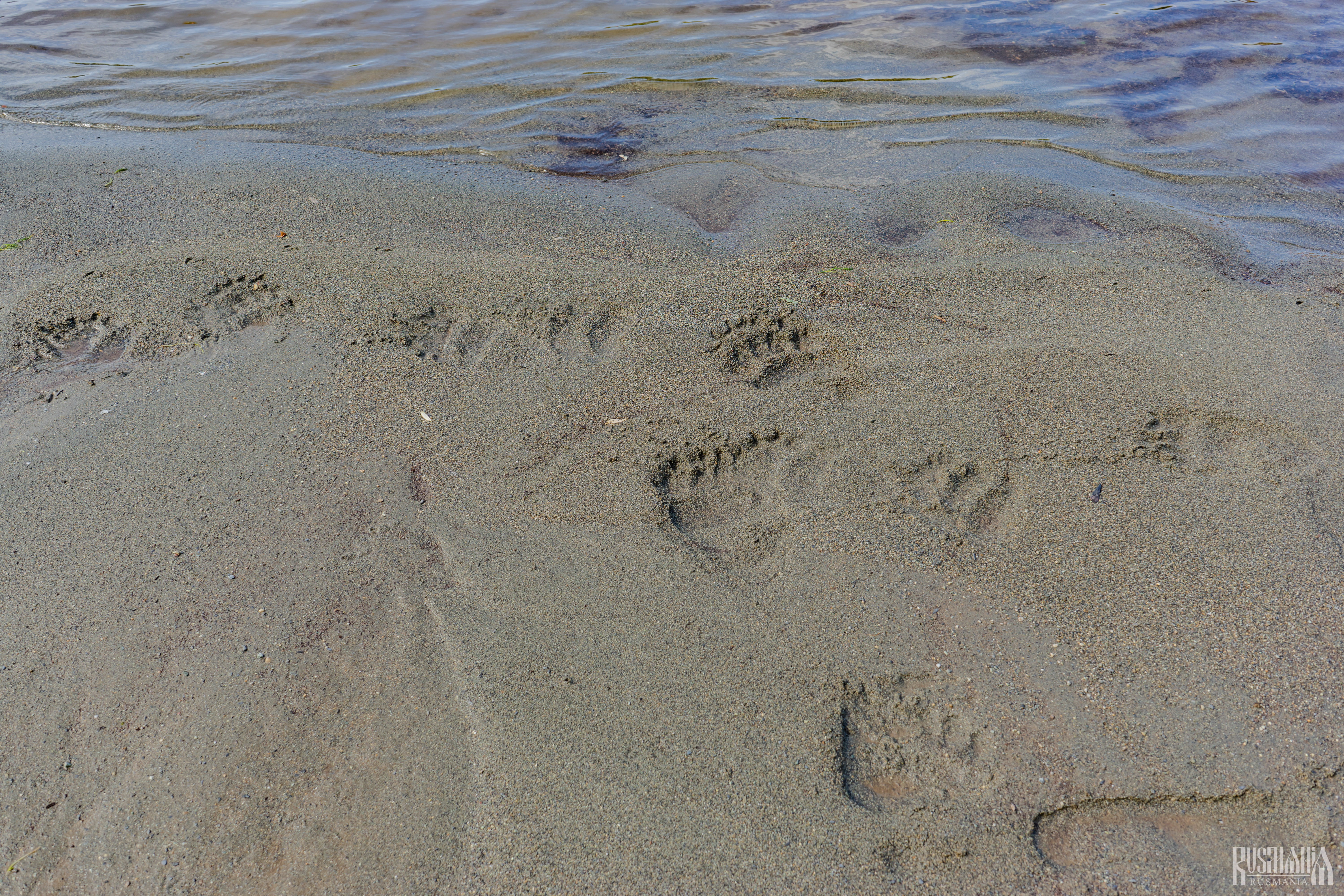 Bear traces