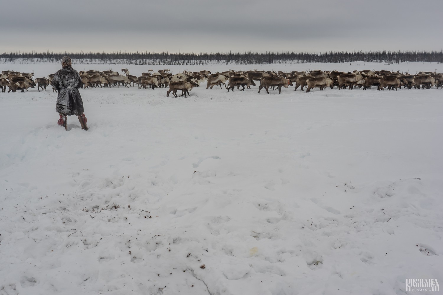 Yamal Peninsula