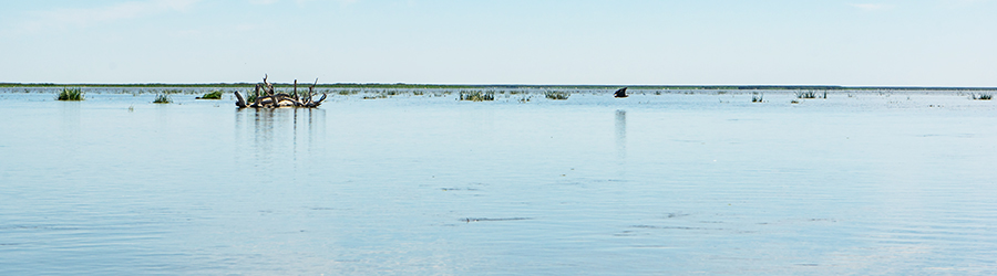 Volga delta