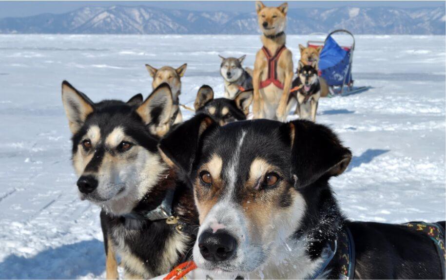 Baikal dog sledding 1